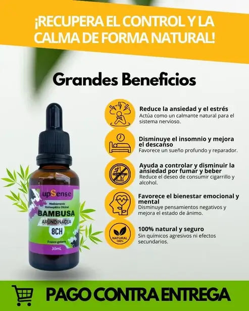 Bambusa Equilibrio Natural
